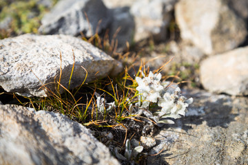 Edelweiss flower growing between rocks
