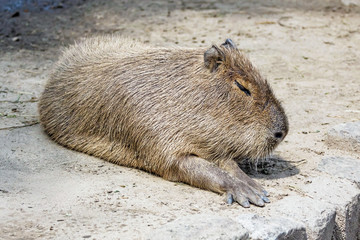 South American tapir rodent Capybara