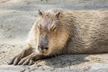 South American tapir rodent Capybara