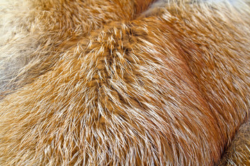Texture of red fox fur, close up