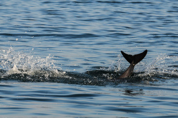 Obraz premium dolphin's tail fin