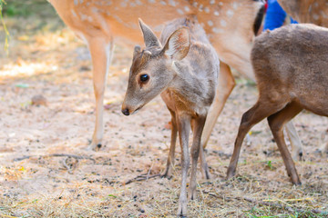 Deer