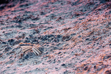 Seashells on the shore, closeup