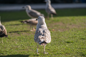 seagulls