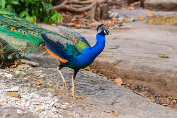 Obraz premium Peacock
