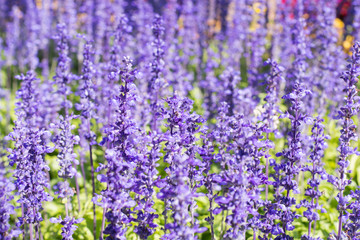 Obraz premium Plant and Flower