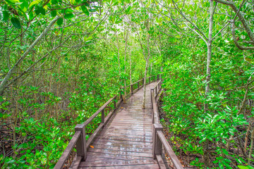 Fototapeta premium Plant, Street, Tropical Climate, Wood - Material, Boardwalk