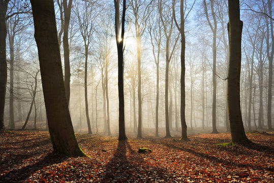 Fototapeta Kahler Buchenwald im Winter, Sonnenstrahlen dringen durch Nebel