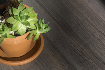 Green home plant in the brown pot on the wooden background