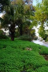 Green Grass with Palm Tree