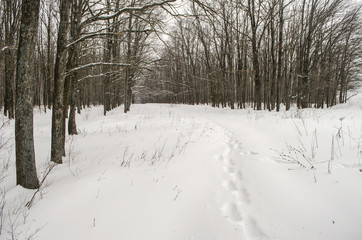 Winter landscape

