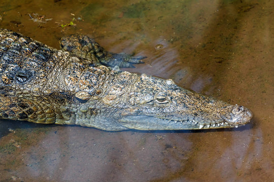 Saltwater crocodile at the coast