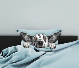 Cute dog laying in bed and afraid of something - 132927719