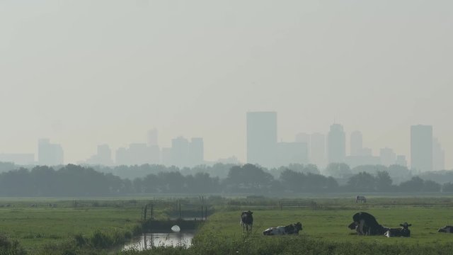 Weiland met koeien voor skyline van Rotterdam
