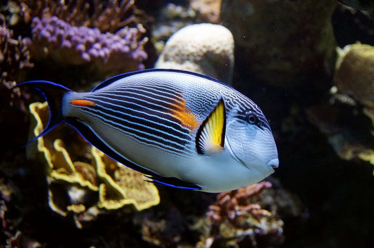 Blue parrot fish living in a coral reef
