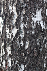 Bark of birch tree texture nature background closeup