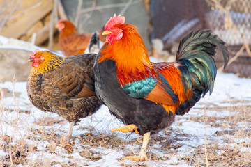 adult beautiful rooster with colored feathers, walking on the ground in a henhouse