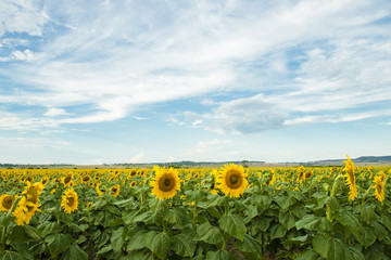 Sunflowers in a field in the afternoon.