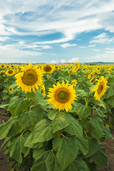 Sunflowers in a field in the afternoon.