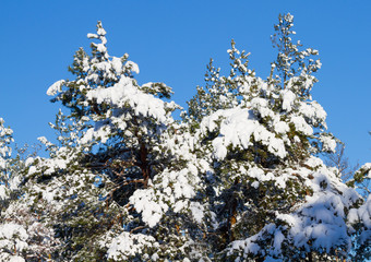 Pine forest in the snow