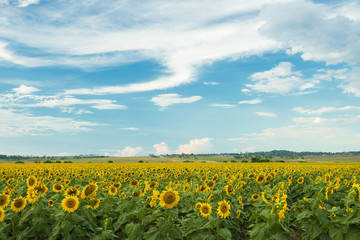Fototapeta na wymiar Sunflowers in a field in the afternoon.