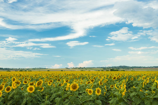 Sunflowers in a field in the afternoon.