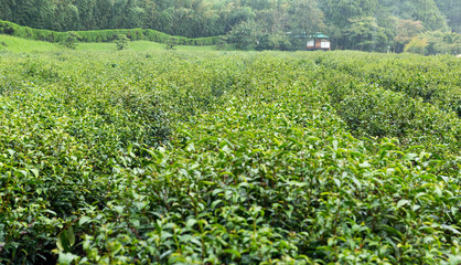 Tea Farm