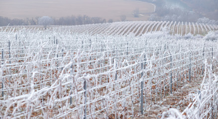 Winter in Slovakia vineyard