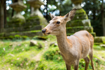 Deer in Japanese temple