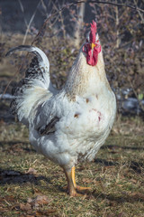 Close up portrait of white rooster at organic chicken farm. Bio