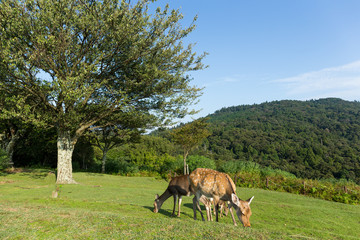 Deer eating grass