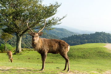 Wild stag deer