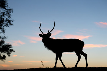 Silhouette of deer against sky at sunset