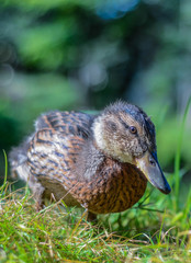 Ente während einer Fütterung in Stadtpark
