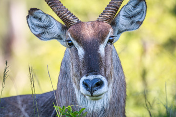 Male Waterbuck starring at the camera.