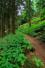 Obraz premium Pfalzwandern