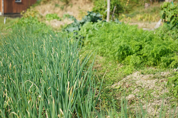 Senior woman harvesting organic vegetables in her garden