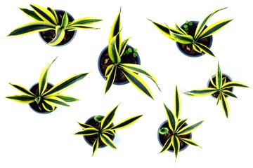 green plant isolated collection on white background