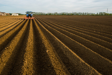 Champs de pomme de terre en cour de travail butage