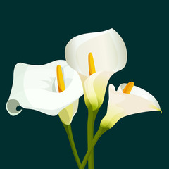 Bouquet of white calla lilies on dark green background