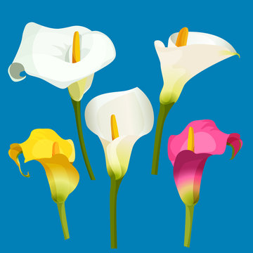 Set Of Calla Lily In White, Pink And Yellow Color.