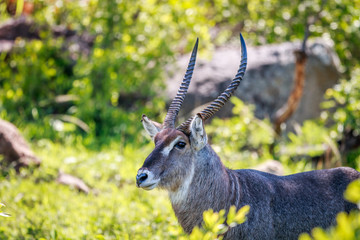 Male Waterbuck starring at the camera.