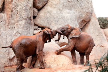 Fototapeta premium Two young African forest elephants playing at the zoo