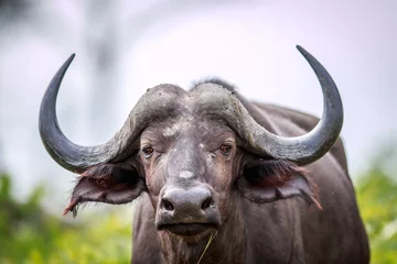 Foto auf Acrylglas Büffel Kapbüffel, der in die Kamera starrt.
