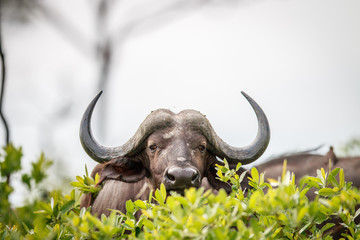 Obraz premium Cape buffalo starring at the camera.