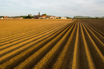 vue sur champs de pommes de terre