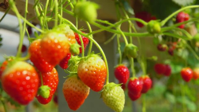 Strawberry ripens on a hanging bed in a greenhouse