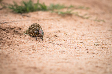 Dung beetle rolling a ball of dung.