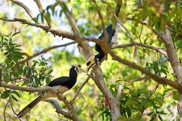 Hornbill couple in jungle