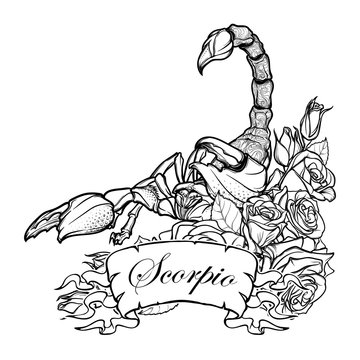 Zodiac sign Scorpio. Detailed realistic scorpio in a decorative frame of roses. Sketch isolated on white background. Concept art for tattoo design, horoscope, coloring book for adults page.